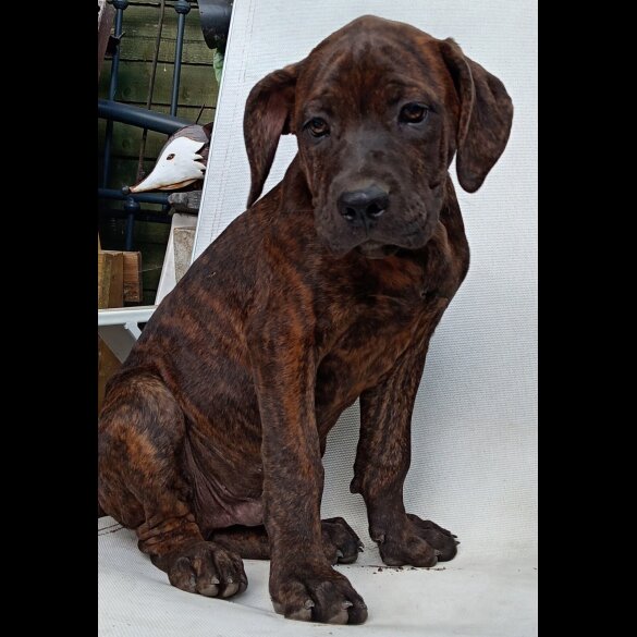Cane Corso - Both