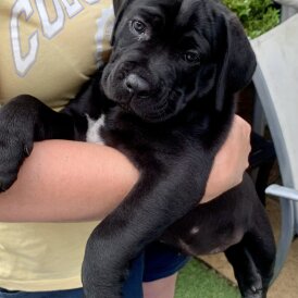 Cane Corso - Both