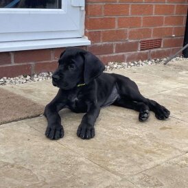 Great Dane - Both