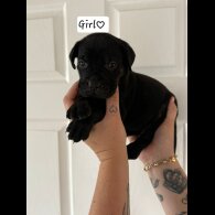 Cane Corso - Both