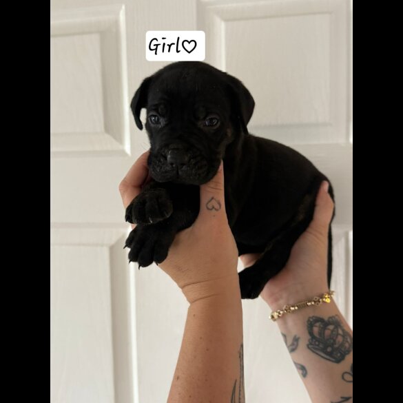 Cane Corso - Both