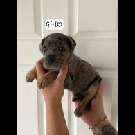 Cane Corso - Both