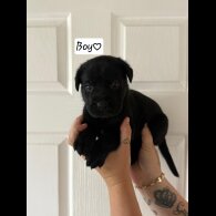 Cane Corso - Both