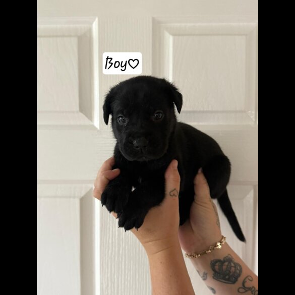 Cane Corso - Both