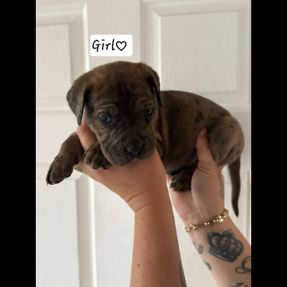 Cane Corso - Both