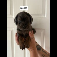 Cane Corso - Both