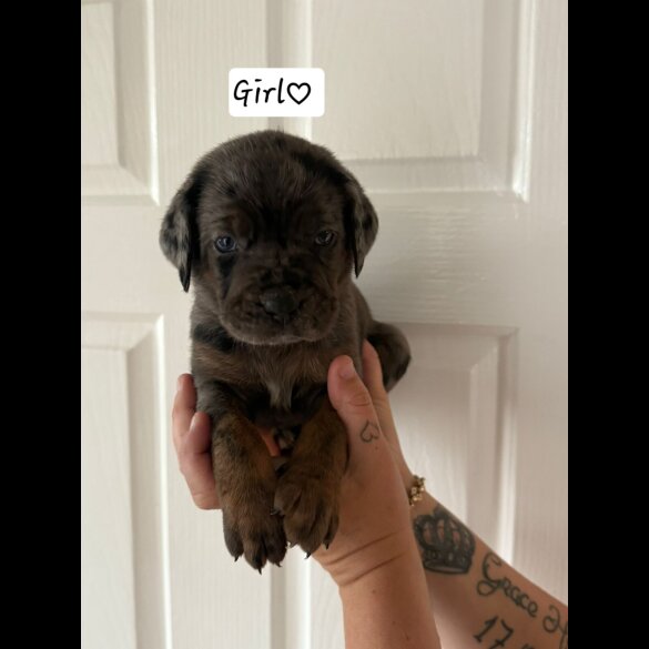Cane Corso - Both