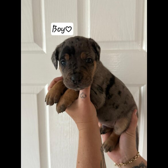 Cane Corso - Both