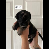 Cane Corso - Both