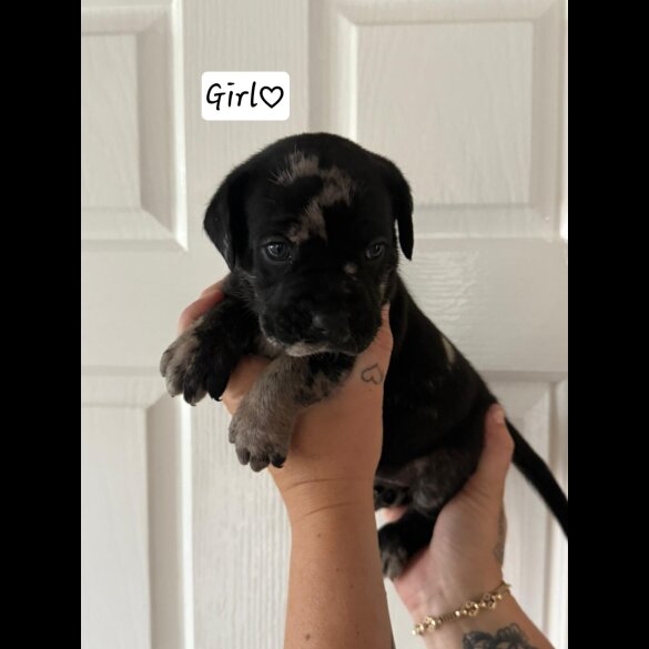 Cane Corso - Both