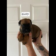 Cane Corso - Both
