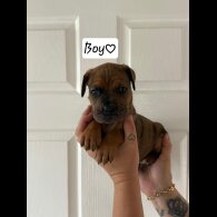 Cane Corso - Both