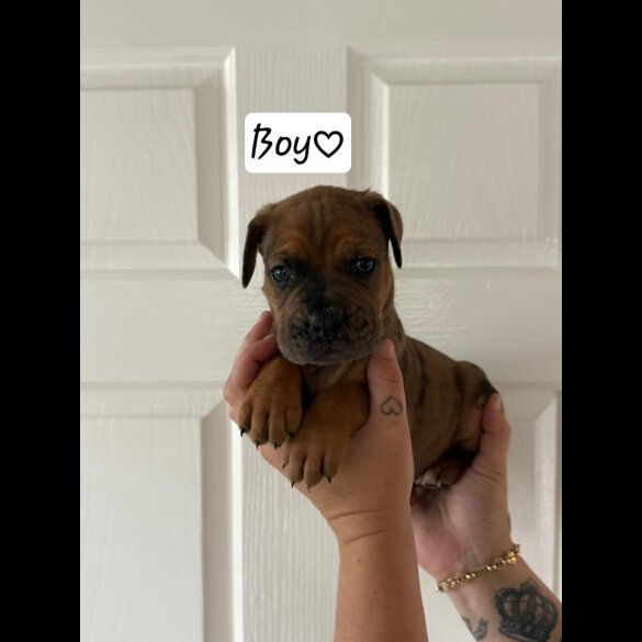 Cane Corso - Both