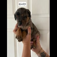 Cane Corso - Both