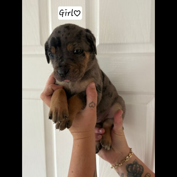 Cane Corso - Both