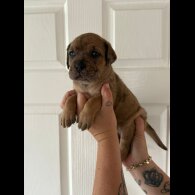 Cane Corso - Both