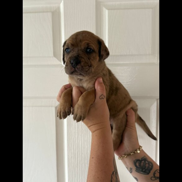 Cane Corso - Both