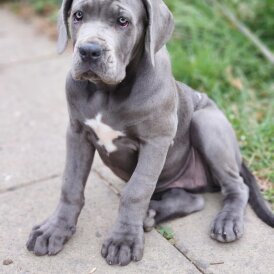 Cane Corso - Both
