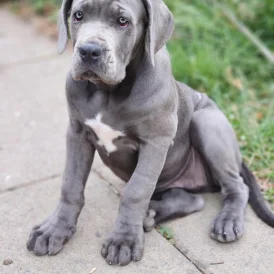Cane Corso - Both