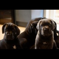 Cane Corso - Both