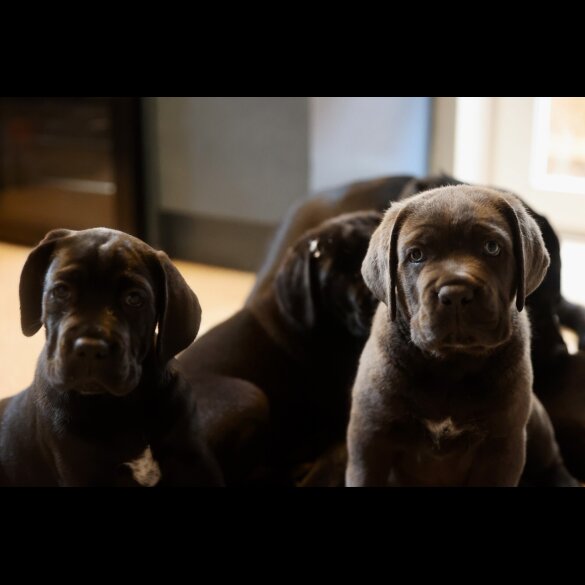 Cane Corso - Both