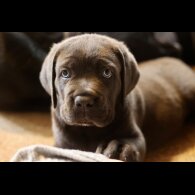 Cane Corso - Both