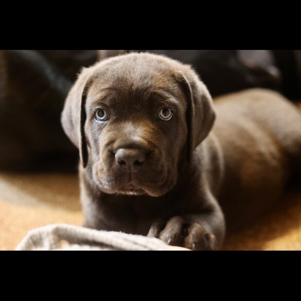 Cane Corso - Both