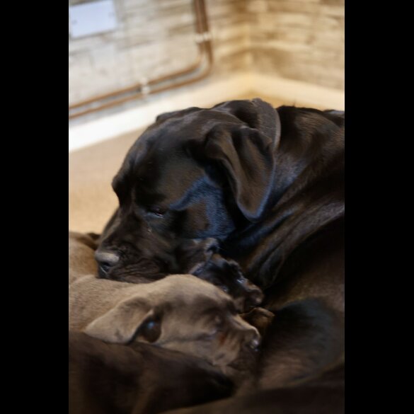 Cane Corso - Both