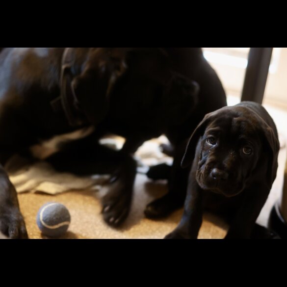 Cane Corso - Both