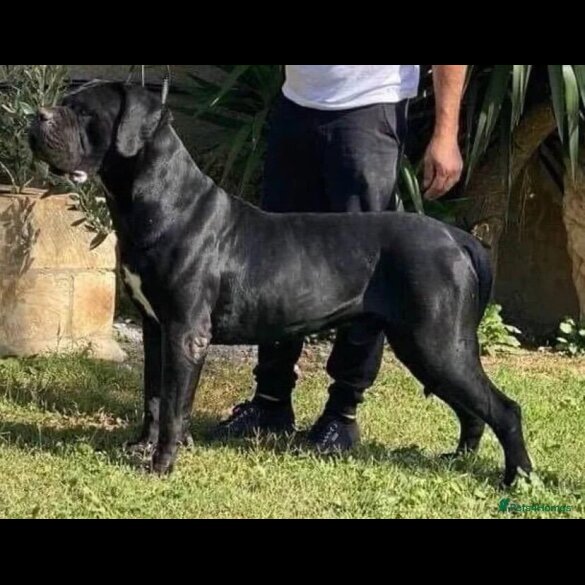 Cane Corso - Both