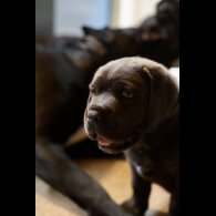 Cane Corso - Both