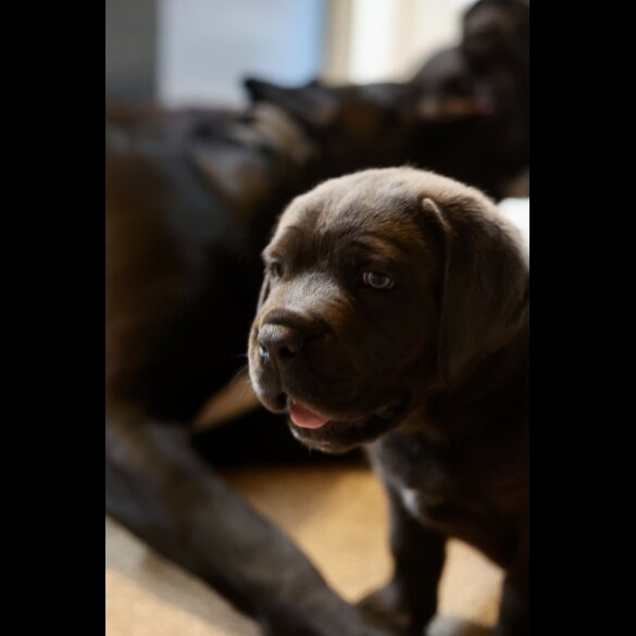 Cane Corso - Both