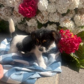 Cavachon - Both