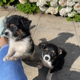 Cavachon - Both