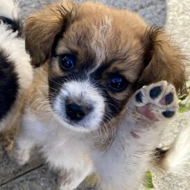 Cavachon - Both