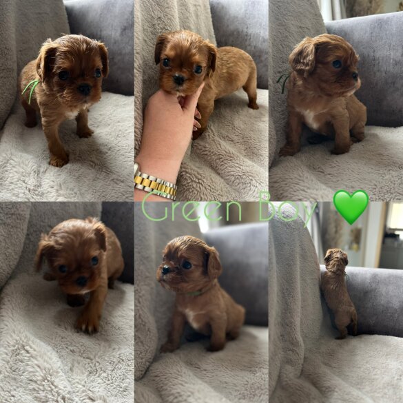 Cavalier King Charles Spaniel - Both
