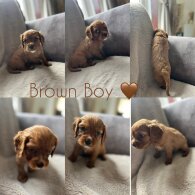Cavalier King Charles Spaniel - Both