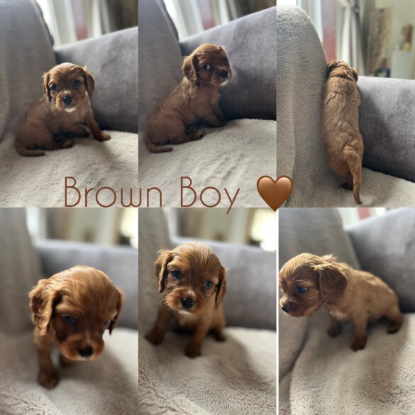 Cavalier King Charles Spaniel - Both