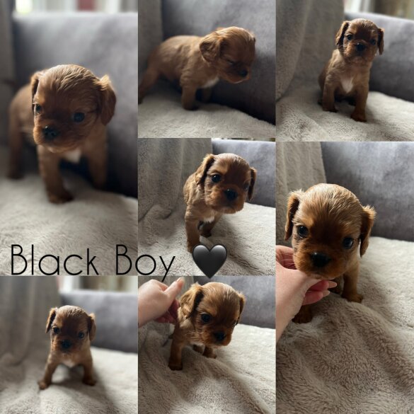 Cavalier King Charles Spaniel - Both