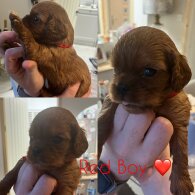 Cavalier King Charles Spaniel - Both