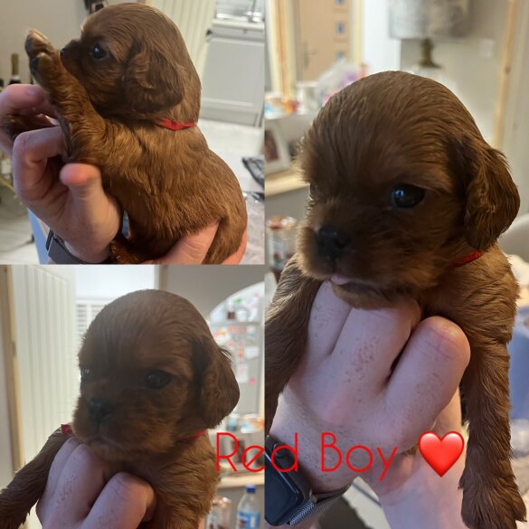 Cavalier King Charles Spaniel - Both