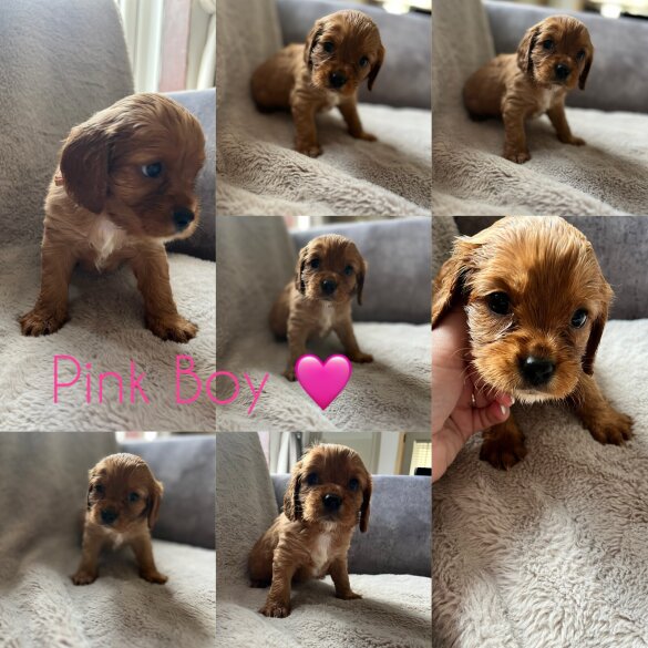 Cavalier King Charles Spaniel - Both