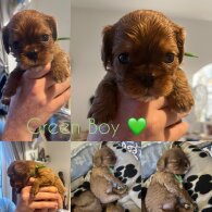Cavalier King Charles Spaniel - Both