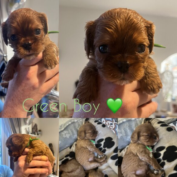 Cavalier King Charles Spaniel - Both