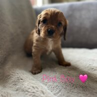 Cavalier King Charles Spaniel - Both
