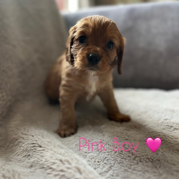 Cavalier King Charles Spaniel - Both