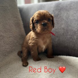 Cavalier King Charles Spaniel - Both