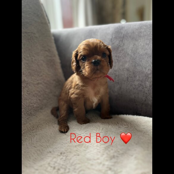 Cavalier King Charles Spaniel - Both