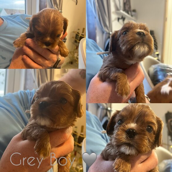 Cavalier King Charles Spaniel - Both