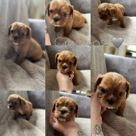 Cavalier King Charles Spaniel - Both